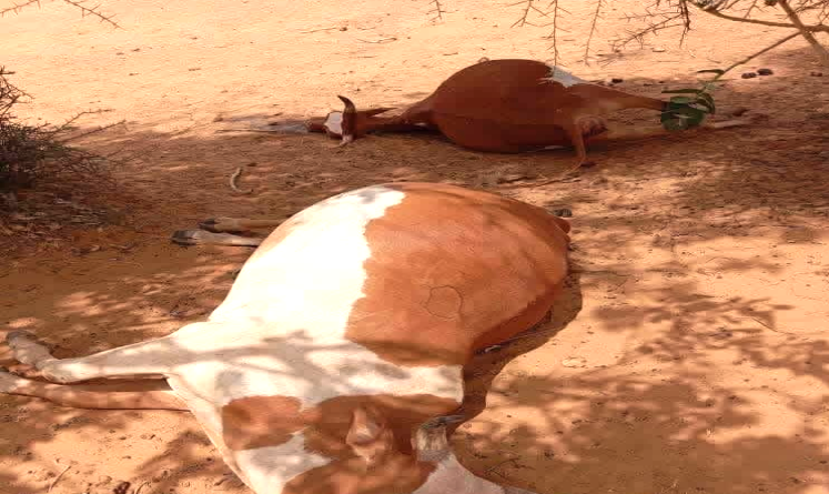 Urgence sanitaire en Assaba : L&rsquo;eau stagnante tue 13 bovins à Blajmil